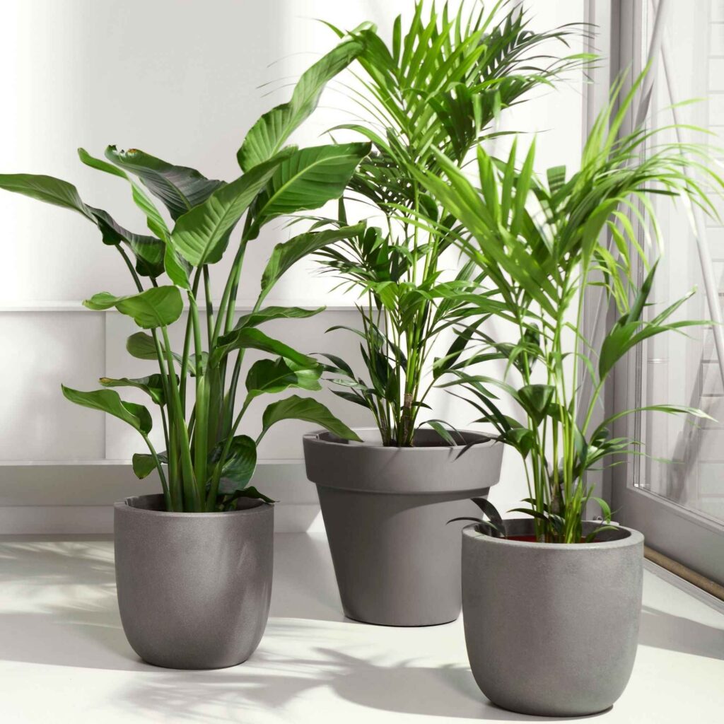 plante